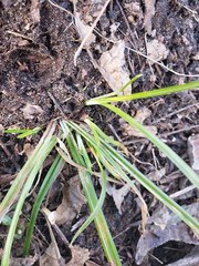 Carex pedunculata