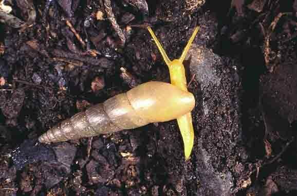 Pond Awl Snail