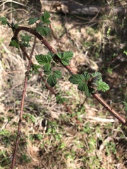 Rubus phoenicolasius