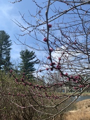 Cercis canadensis
