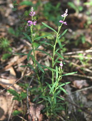 Polygala polygama obtusata