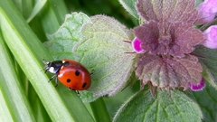 Coccinella septempunctata