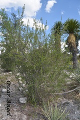 Lindleya mespiloides