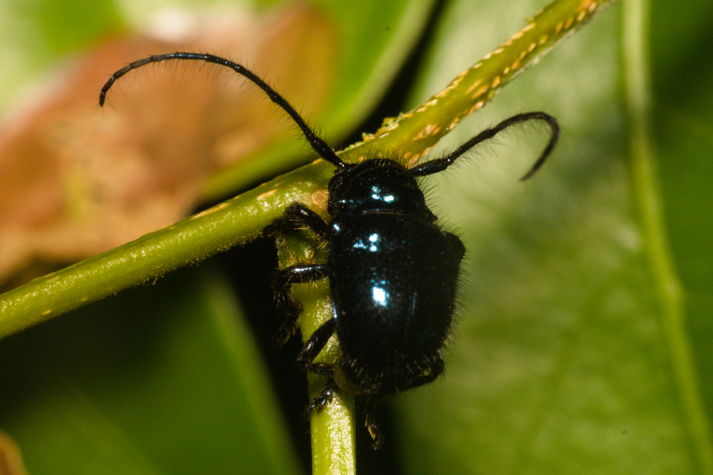 Eusphaerium