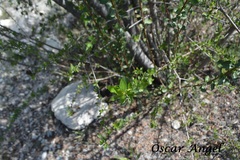 Lindleya mespiloides