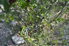 Lindleya mespiloides