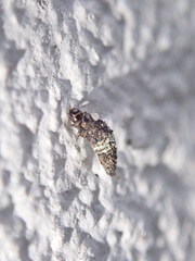 Luffia ferchaultella