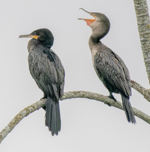 Neotropic Cormorant, photo 7 of 9