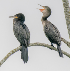 Neotropic Cormorant photo 4