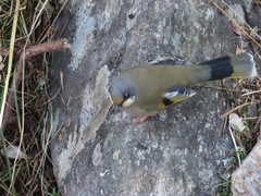 Variegated Laughingthrush photo 3
