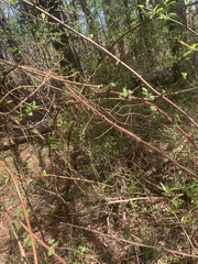 Rubus phoenicolasius