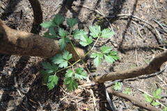 Petroselinum crispum