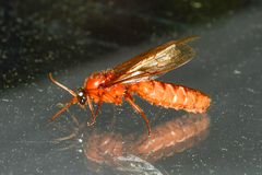 Labidus coecus
