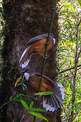 Pterorhinus albogularis