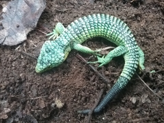 Abronia graminea