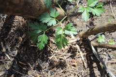 Petroselinum crispum