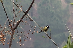 Parus monticolus