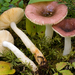 Russula sapinea - Photo (c) Federico Calledda, some rights reserved (CC BY-NC), uploaded by Federico Calledda