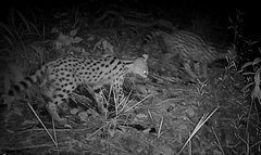 Leptailurus serval