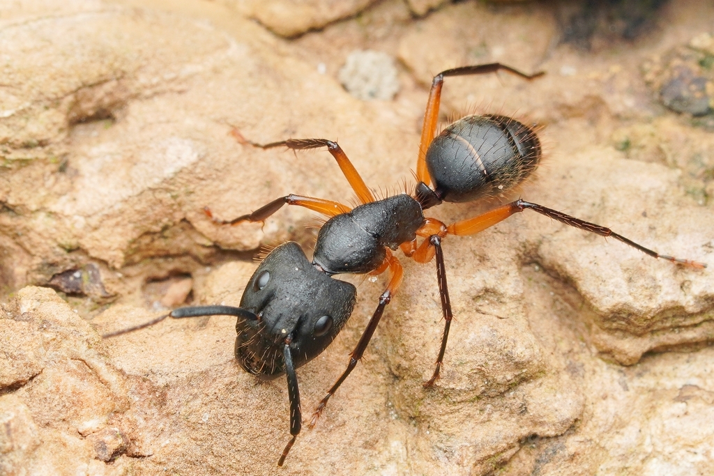 Camponotus renggeri