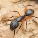 Camponotus renggeri - Photo (c) Jonghyun Park,  זכויות יוצרים חלקיות (CC BY), הועלה על ידי Jonghyun Park