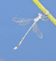 Lestes tridens