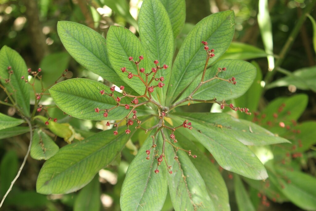 Euphorbia umbellata