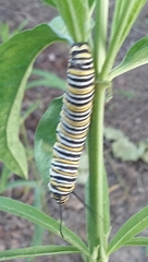 Danaus plexippus