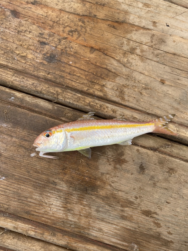 Goldband Goatfish