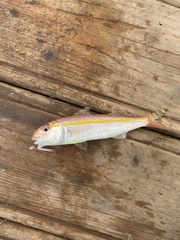 Goldband Goatfish photo 1