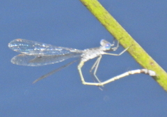 Lestes tridens