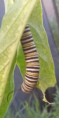Danaus plexippus