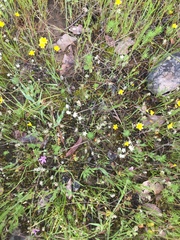 Sabulina californica