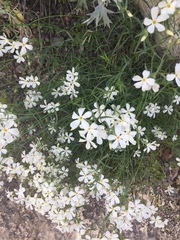 Phlox tenuifolia