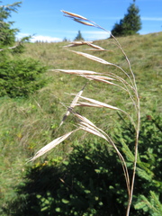 Pannonian brome (Bromus pannonicus)