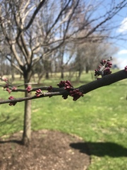 Cercis canadensis