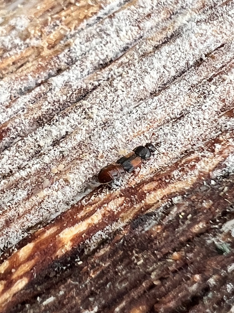 Brachypeplus binotatus