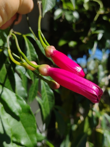 Image of Ipomoea horsfalliae by (c) Lucas Kaminski, some rights reserved (CC BY)