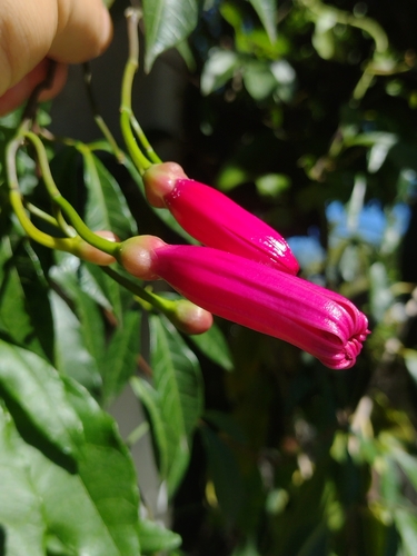 Image of Ipomoea horsfalliae by (c) Lucas Kaminski, some rights reserved (CC BY)
