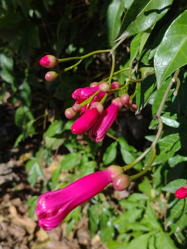 Ipomoea horsfalliae, photograph 6