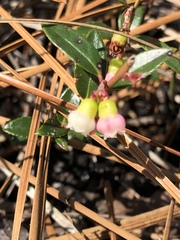 Vaccinium crassifolium