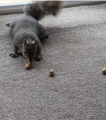 Sciurus carolinensis