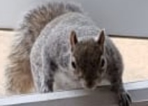 Sciurus carolinensis