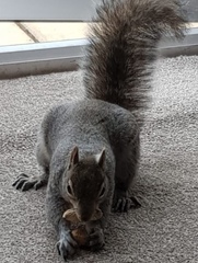 Sciurus carolinensis