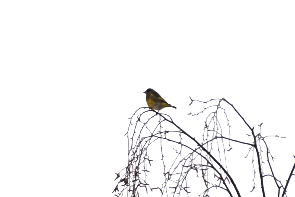 European Greenfinch from Саров, Нижегородская обл., Россия on December ...