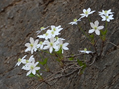 Clematis acerifolia