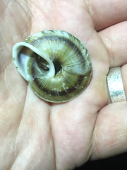 Caracolus marginella
