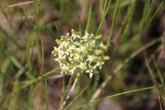 Xysmalobium involucratum