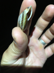 Caracolus marginella