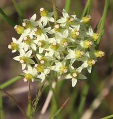 Xysmalobium involucratum